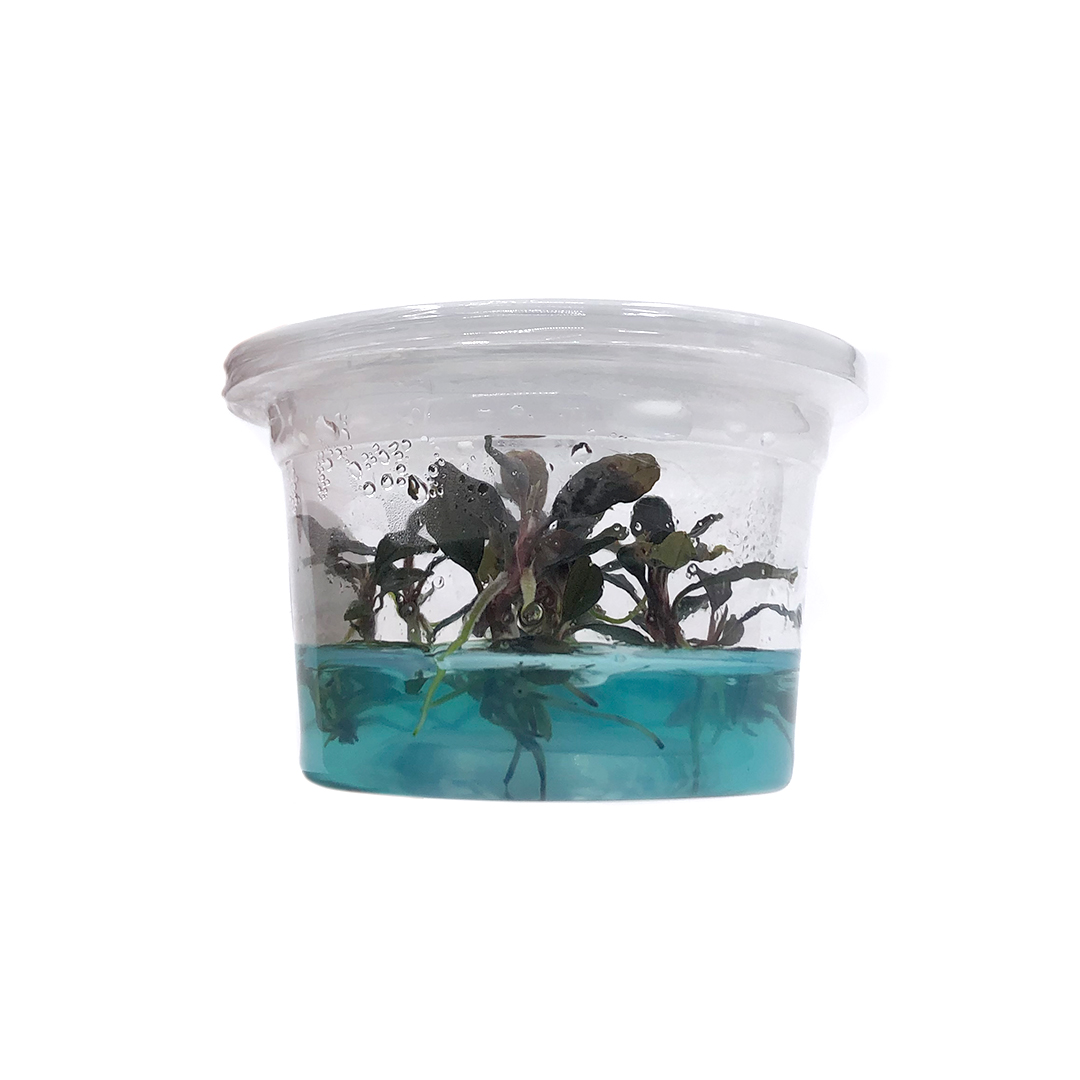 02_INVITRO_BUCE_KAPUAS_LATERAL_DEACUA