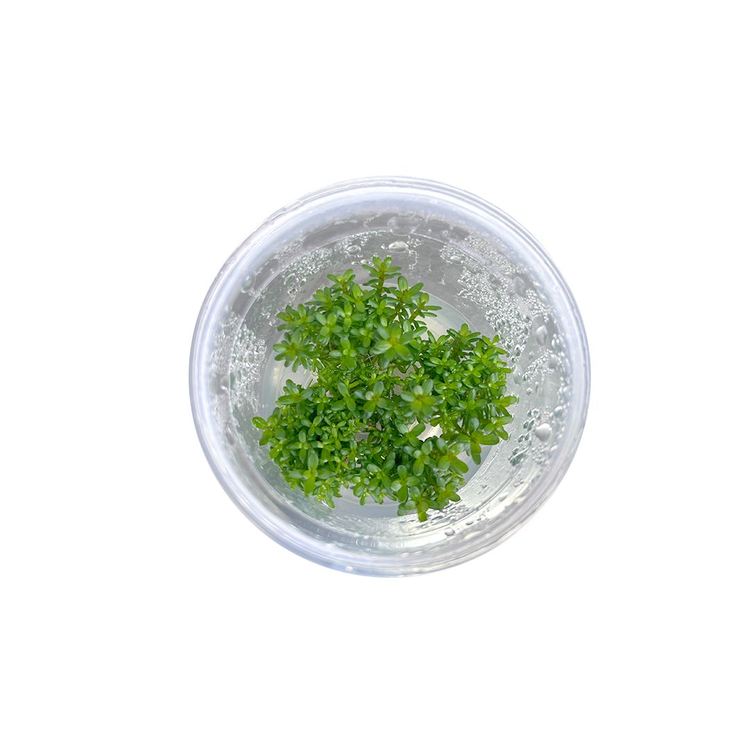 04_BONSAI_DEACUA_01.jpg