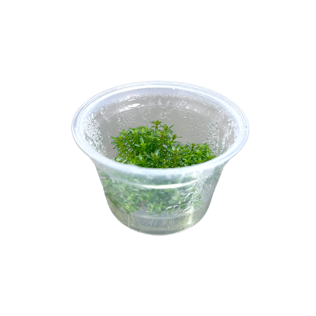 04_BONSAI_DEACUA_02.jpg