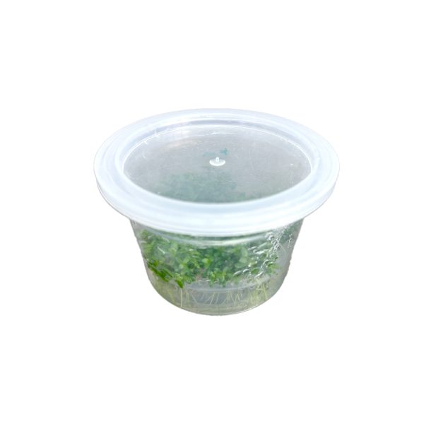 04_BONSAI_DEACUA_03.jpg