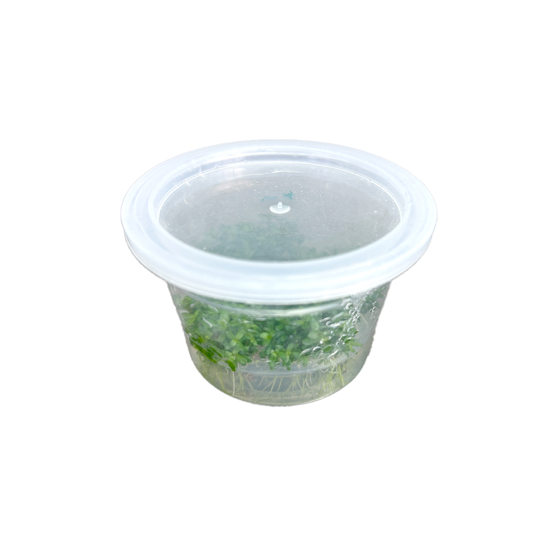 04_BONSAI_DEACUA_03.jpg