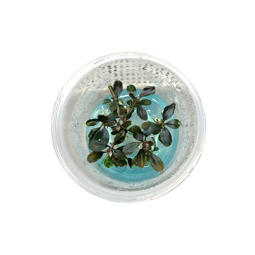 04_INVITRO_BUCE_KAPUAS_OUT_DEACUA