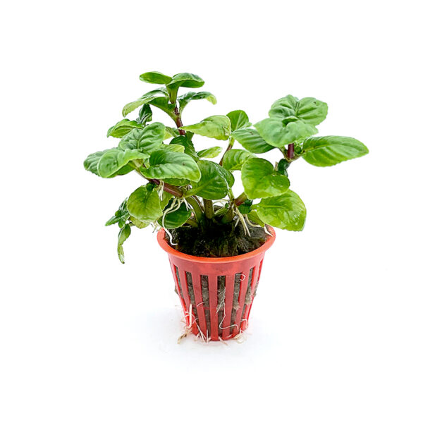07_PLANTAS