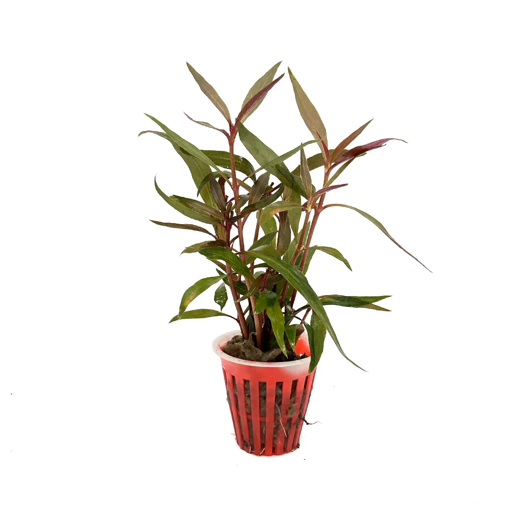 63_ALTERNANTHERA_REINECKII