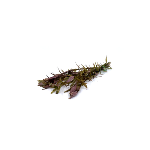 68_ROTALA_ROTUNDIFOLIA