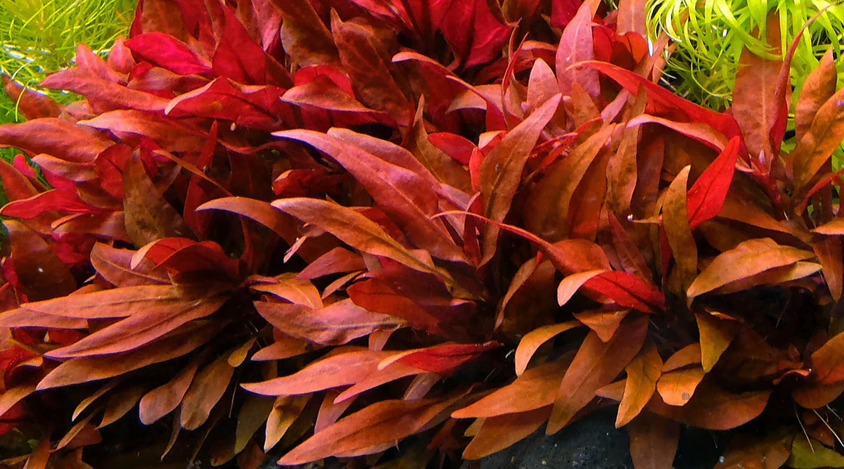 AR_in_focus_cda509bb-0dde-434b-a24b-fd7b4a7d71c1_1200x