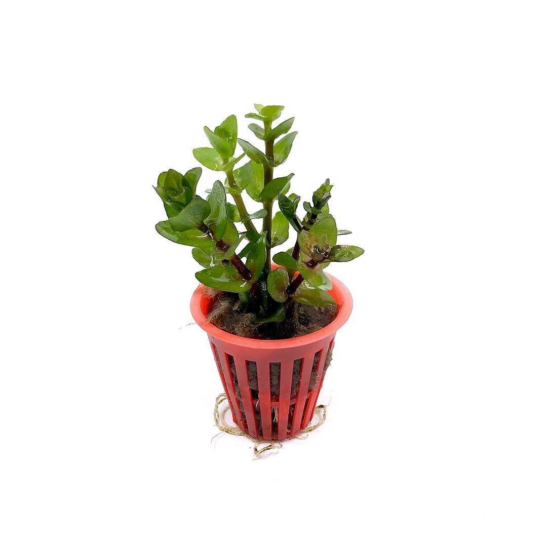 Bacopa-caroliniana-1