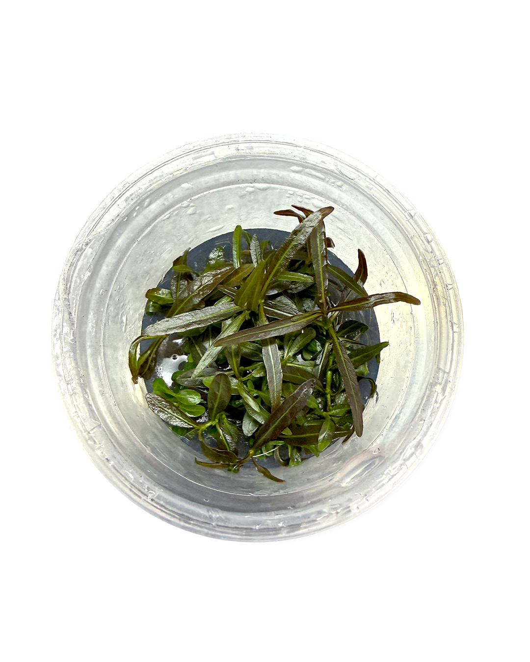 HYGROPHILA_ARAGUAIA_01.jpg