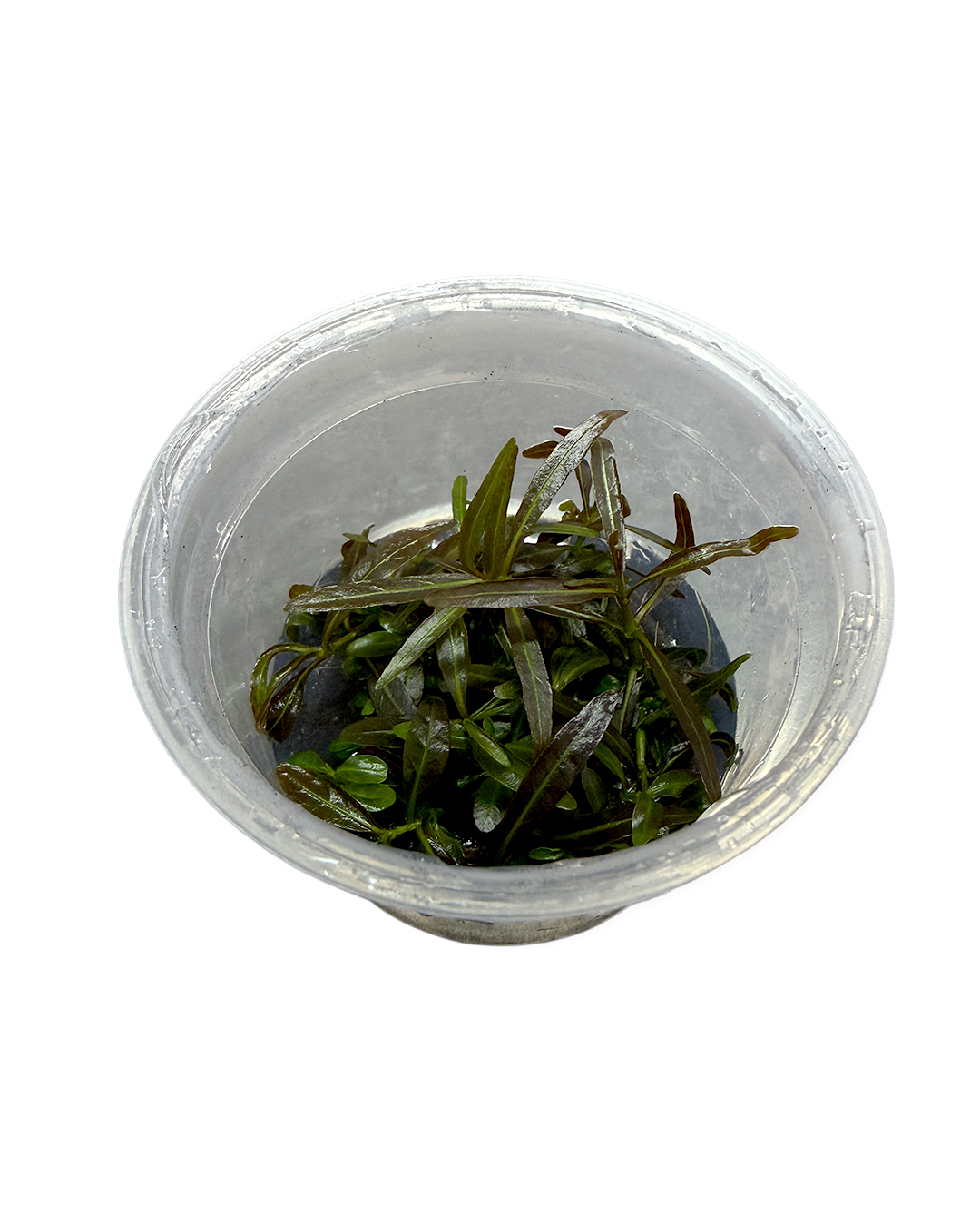 HYGROPHILA_ARAGUAIA_02.jpg