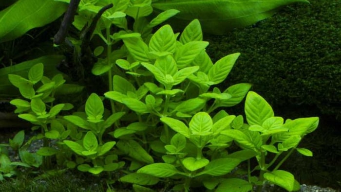 L.rugosa