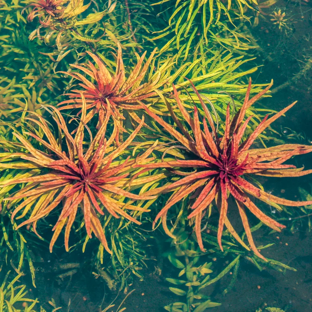 Ludwigia+inclinata+’Cuba’2+(1+of+1)