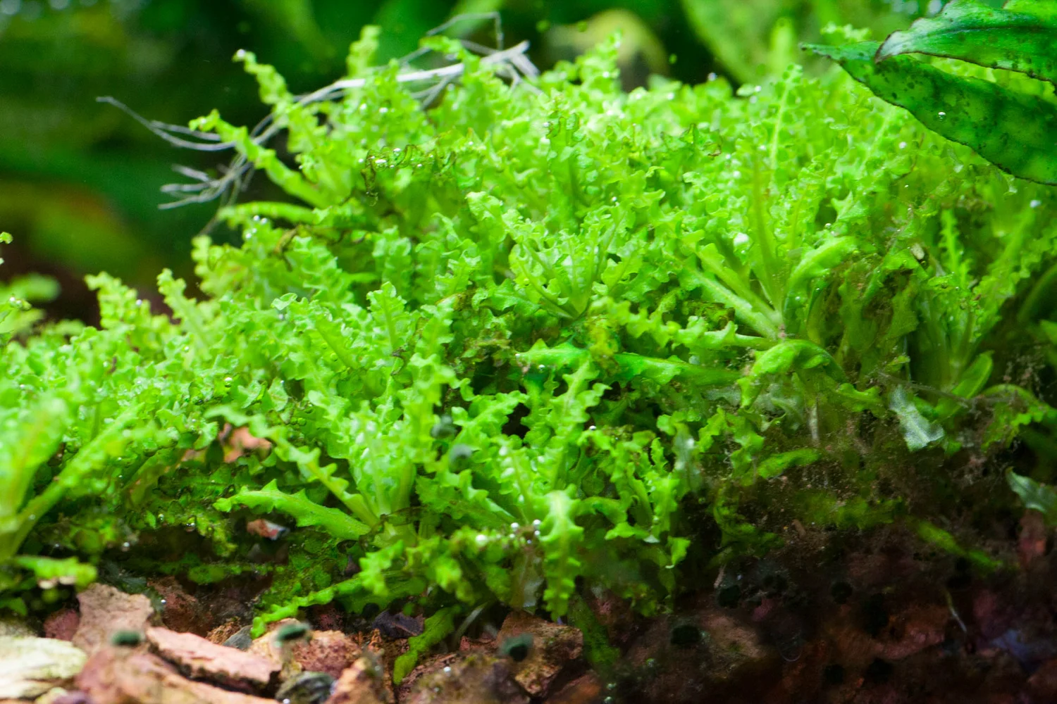 Pogostemon+helferi+(1+of+1)