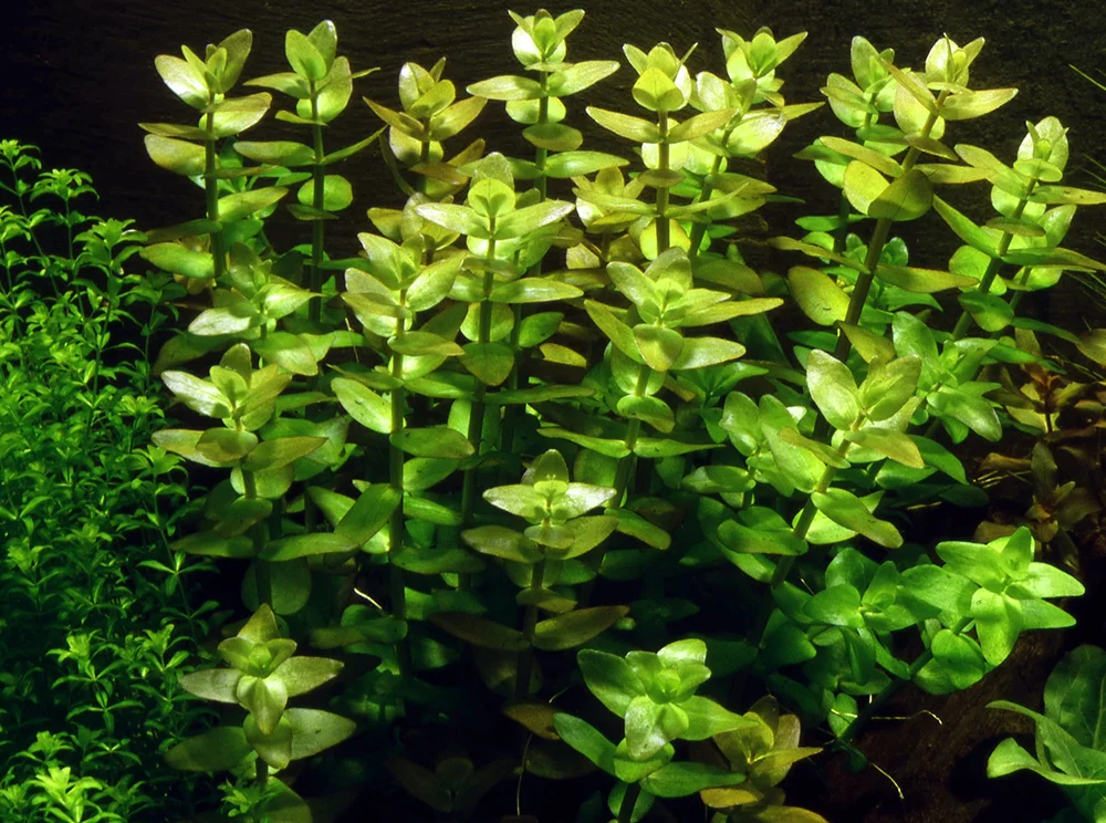 bacopa_carolinian