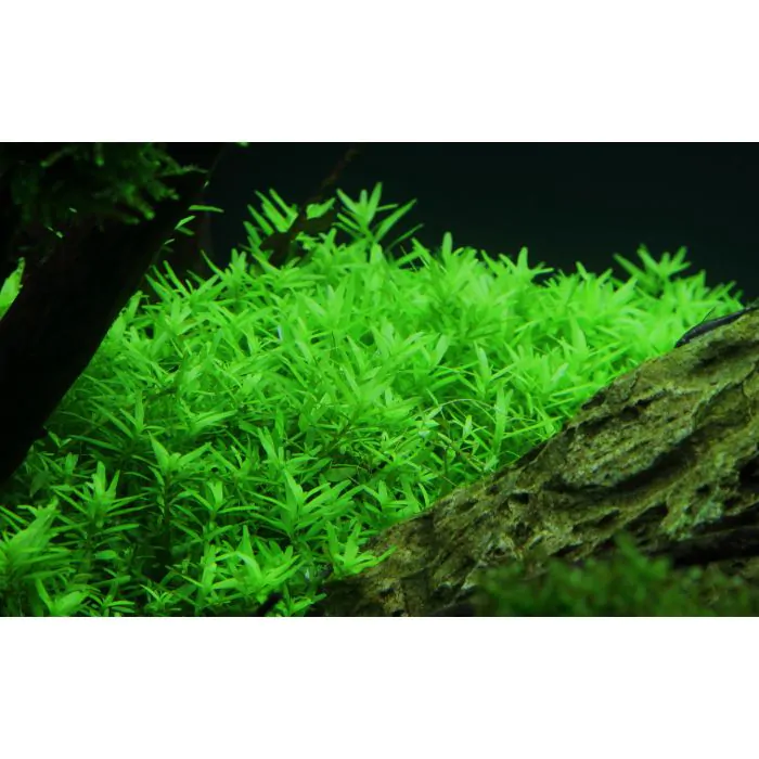 comprar-plantas-rotala-green-pzes-online