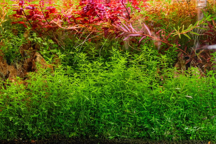 hemianthus-micranthemoides