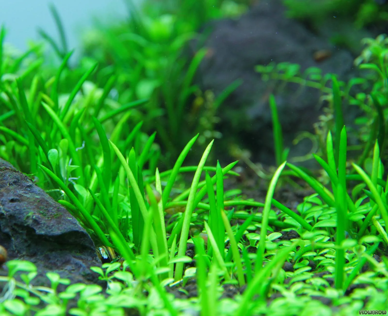 littorella-uniflora-51b07bd42ccfd