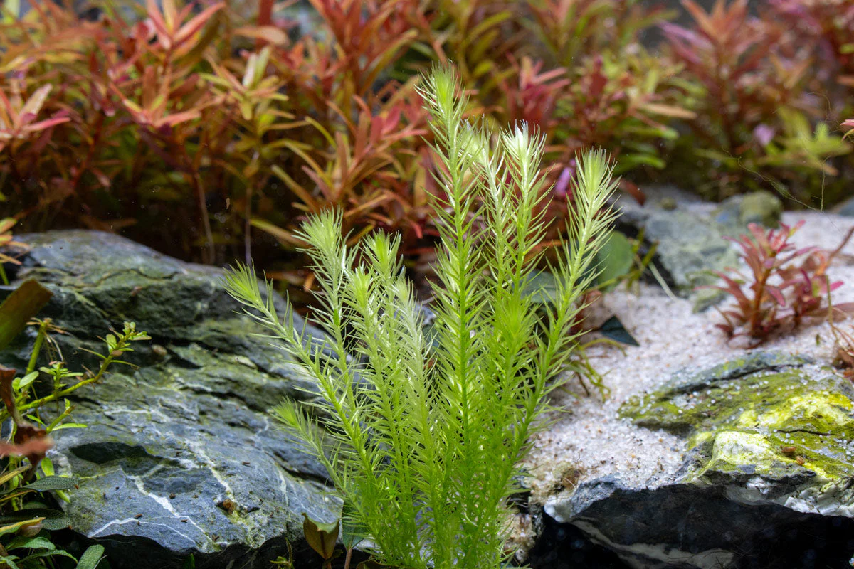 mayaca-fluviatilis-1171577125_1200x800