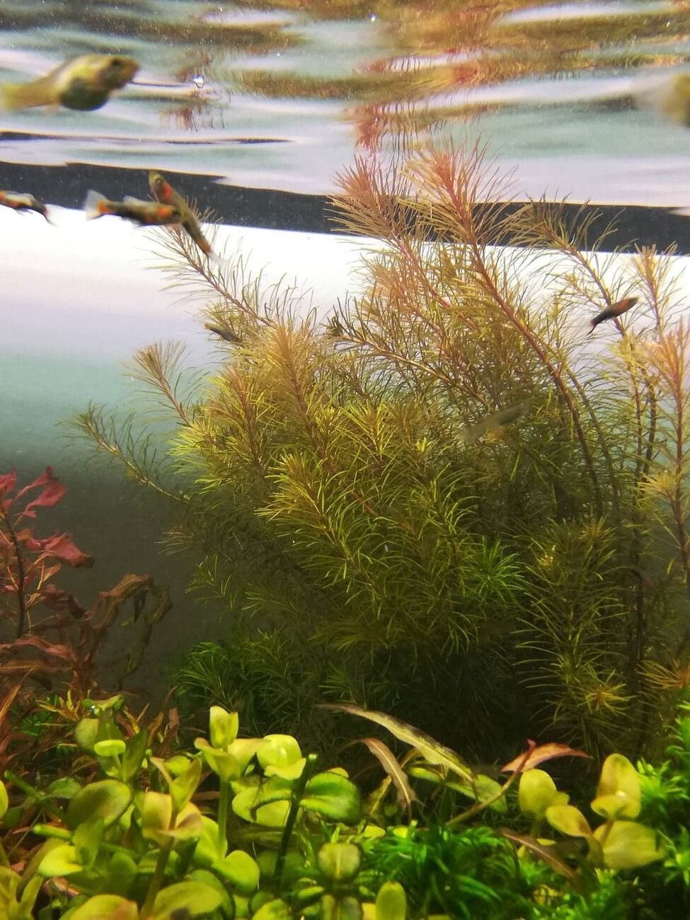 rotala enie