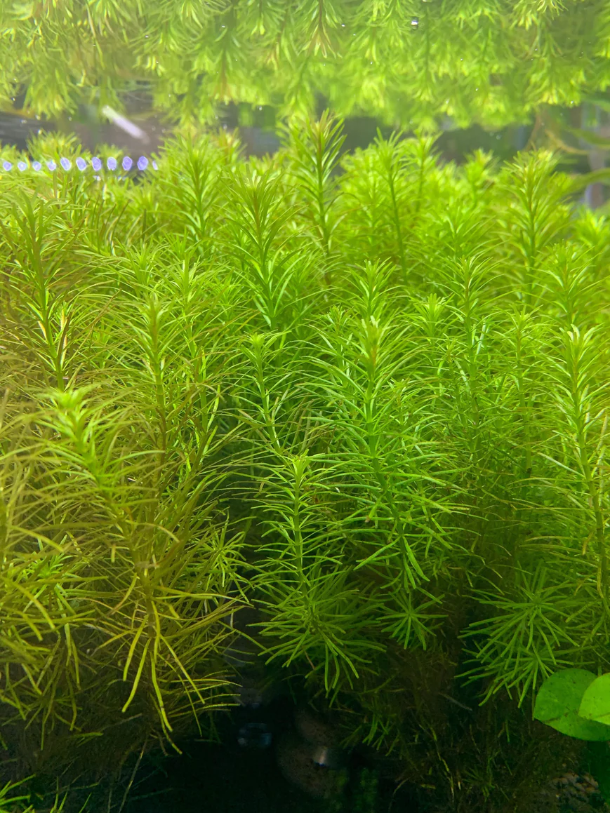 rotala-nanjenshan-30593340506312_870x1159