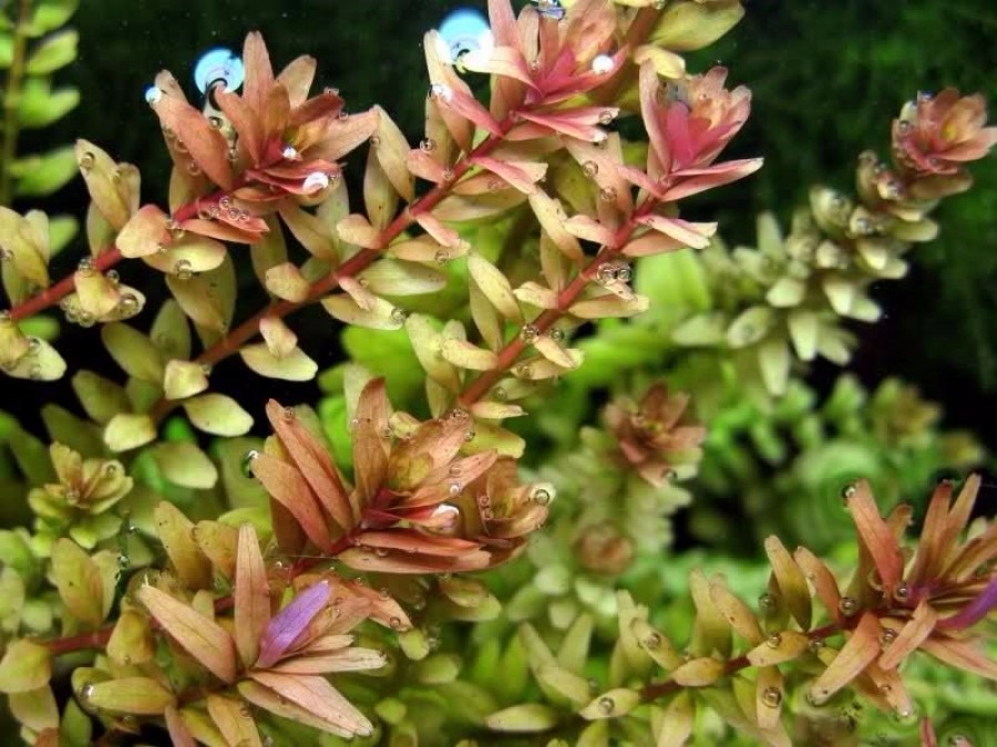 rotala-rotundifolia6 (1)