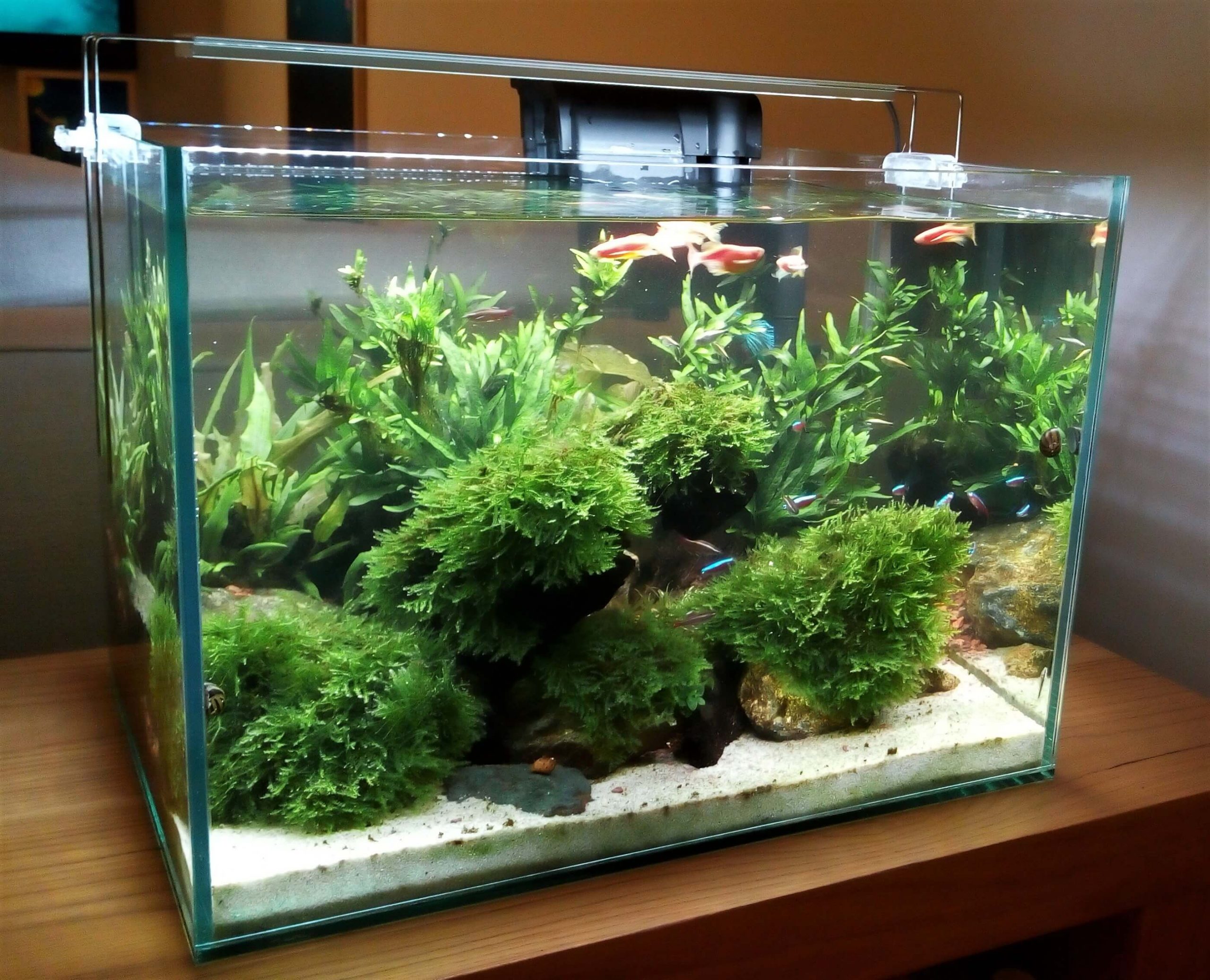 IMG_20181108_193843124-scaled