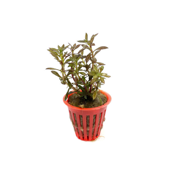 94_LIMNOPHILA_AROMATICA_MINI_DEACUA