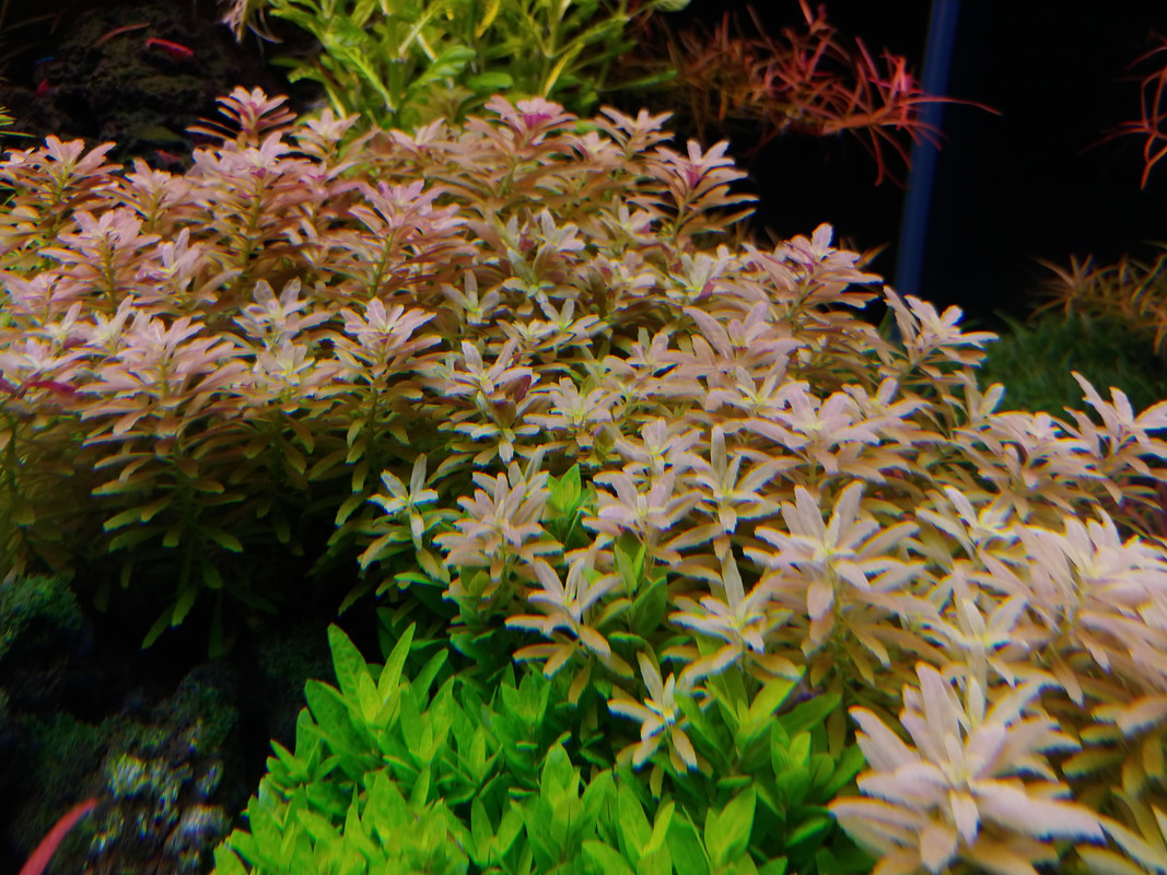 aromatica mini