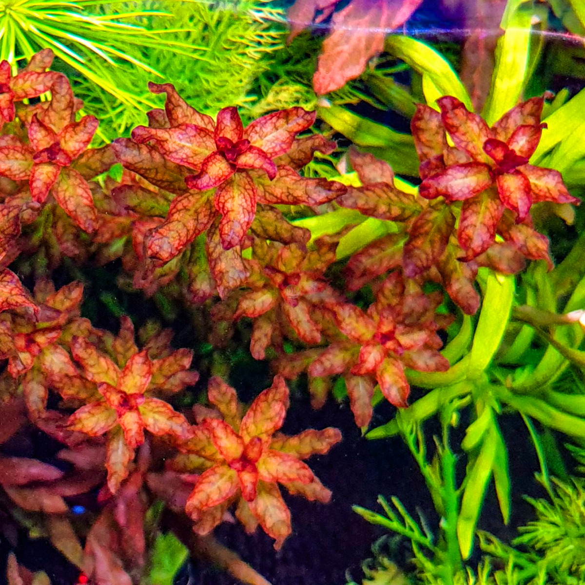 Ludwigia senegalensis