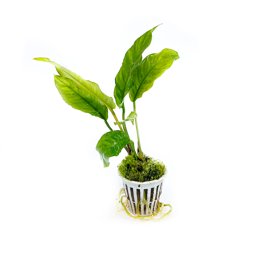 Anubia heterophilla (1)