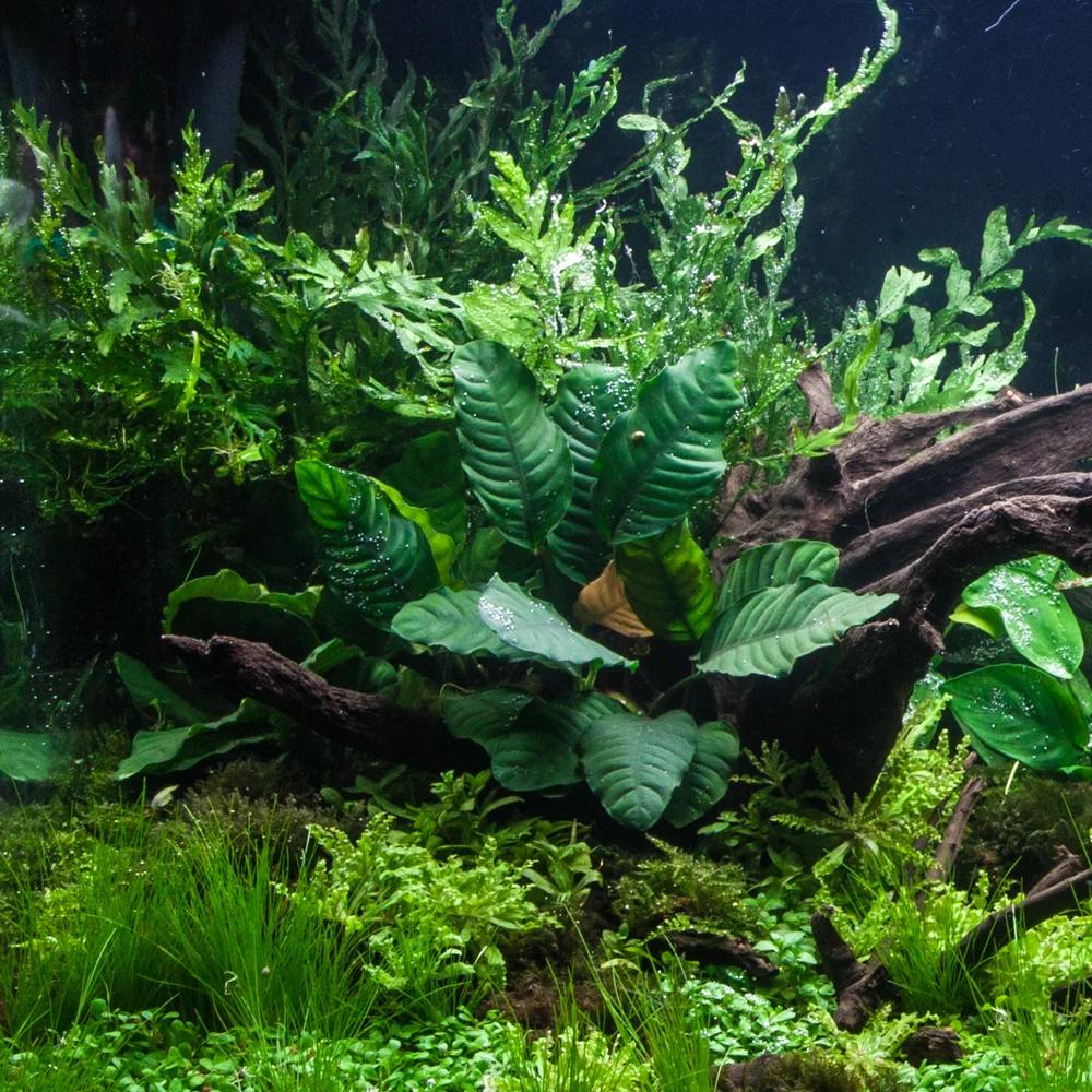 Anubias+coffeefolia+(1+of+1)