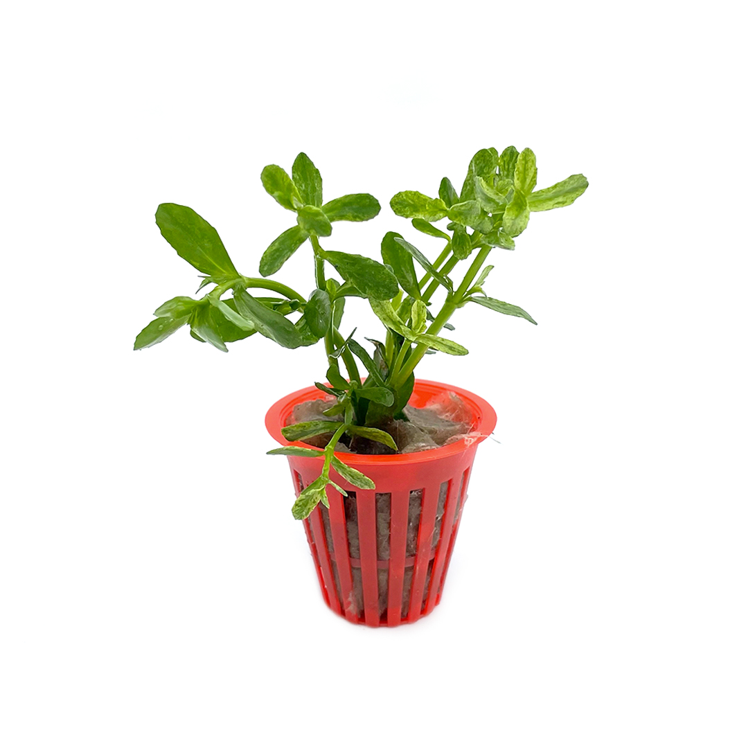 100_BACOPA_MONNIERI_VARIEGADA_DEACUA