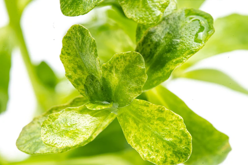 bacopa-monnieri-variegatus-30662974013640_870x580