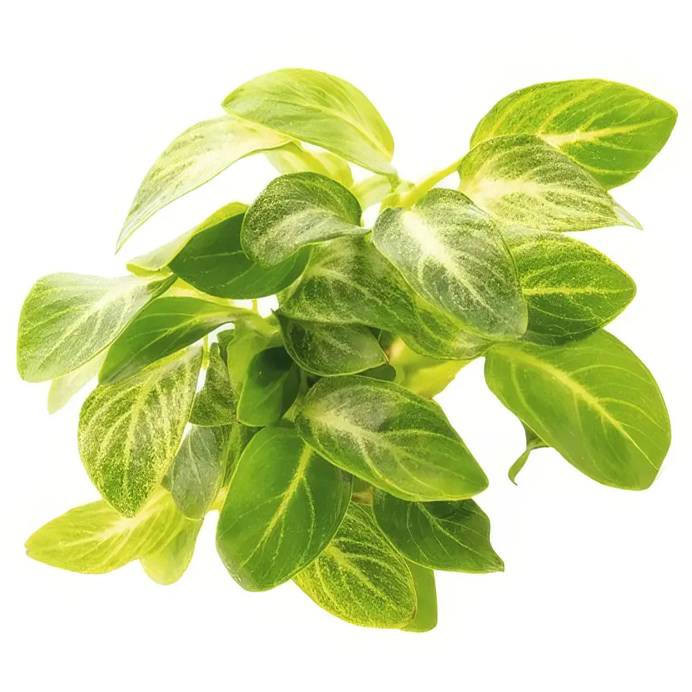 anubias-barteri-var-nana-stardust-nascapers