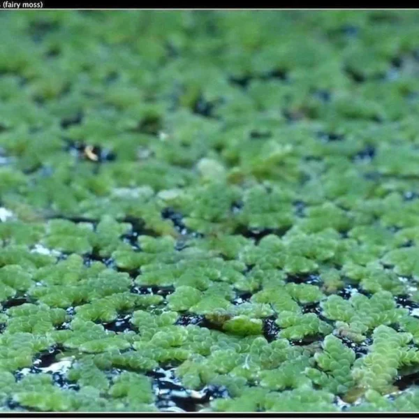 azolla-caroliniana