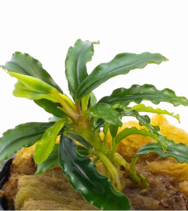 bucephalandra-biblis-blue-sky-2