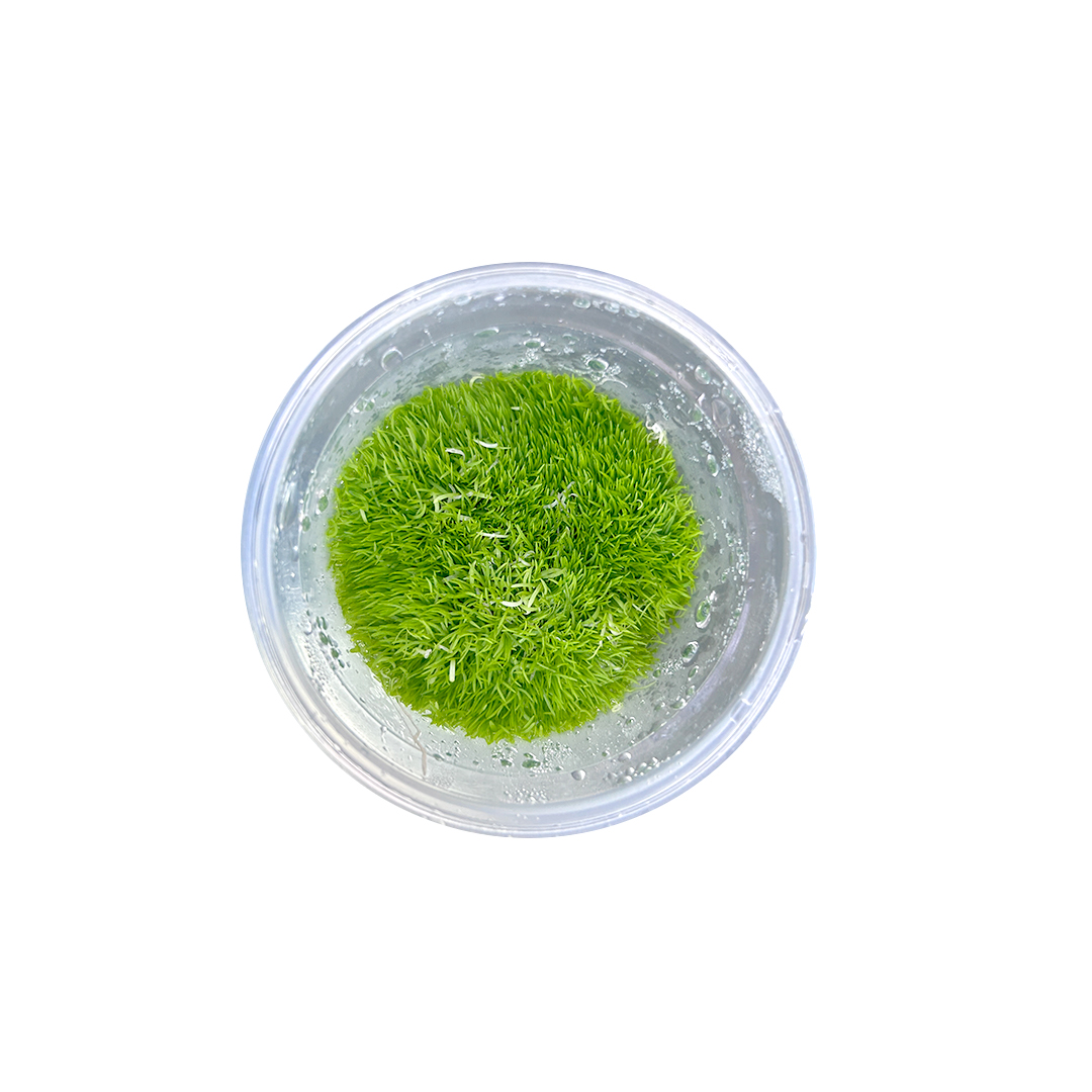 01_UTRICULARIA_DEACUA_01.jpg