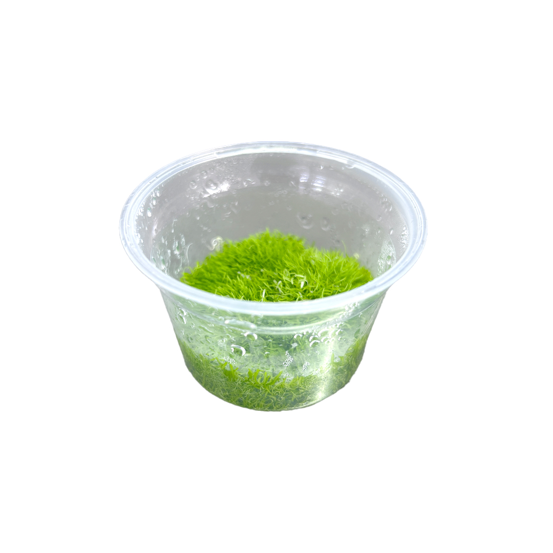 01_UTRICULARIA_DEACUA_02.jpg