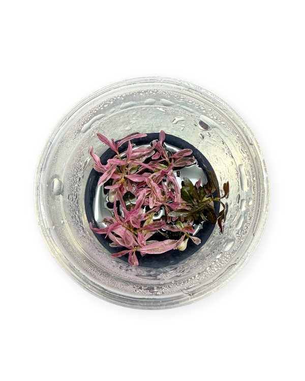 HYGROPHILA_CHAI_01.jpg