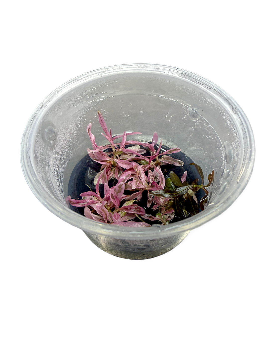 HYGROPHILA_CHAI_02.jpg